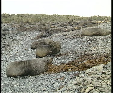 Seals lying on pebble beach. It is snowing.