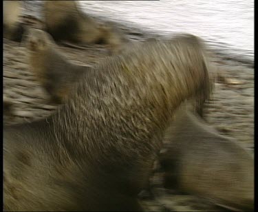 Dominant male chasing intruder away from harem.