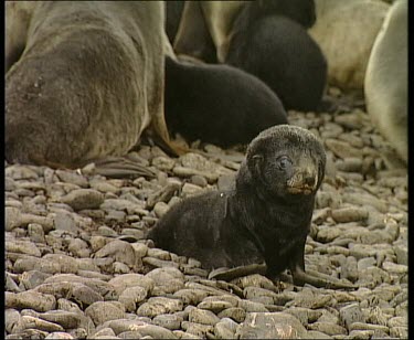 Pup and Skua bird