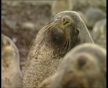 Pull focus between one seal and another. Zoom out to reveal seal at rear is dominant male who moves to defend harem from intruder.