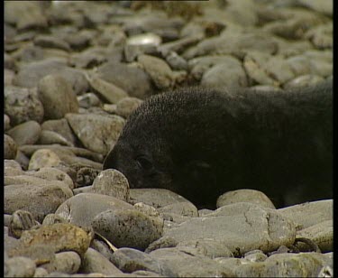 Pup moving unsteadily over pebble beach.