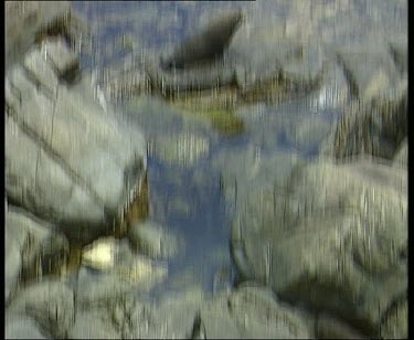 Seals basking on rocks