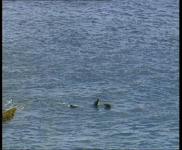 Two Fur seals swimming in sea, fighting.