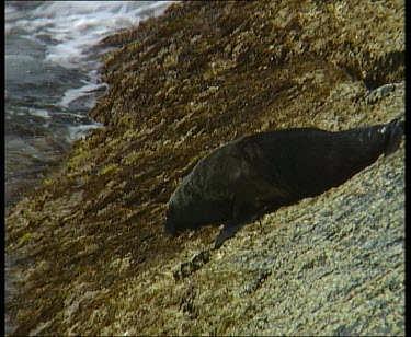 Seal watching sea, waiting to catch a wave. As the wave approaches the seal dives into the surf and rides it back into the sea.