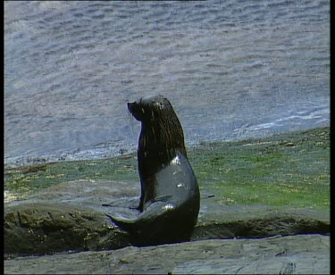 Seals fighting on coastal rocks. Seal on rock, the other one comes out of the sea and after a short altercation displaces the first seal who dives into the sea.