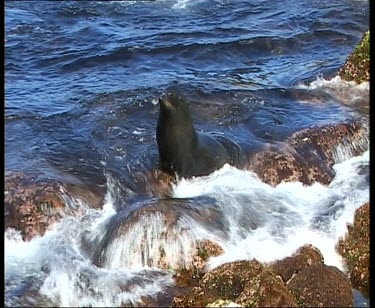 Seal on rocks, waves crashing breaking around it.