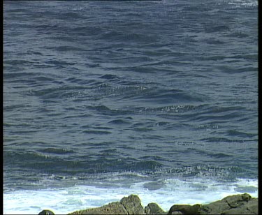 Seals breaching.