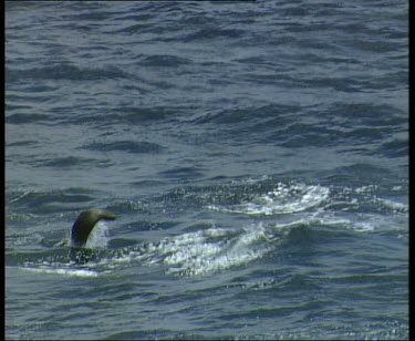 Seals breaching.