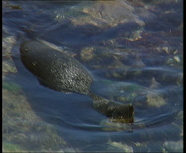 Seal rolling at surface of shallow water