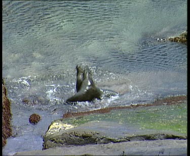 Seals fighting in shallow water. The winner emerges from the sea and gets onto the rock.