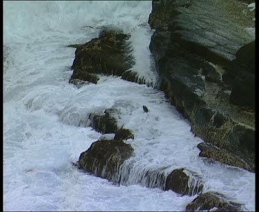 Seal in rough sea unable to swim against pounding crashing waves. The seal dives to be able to swim away.