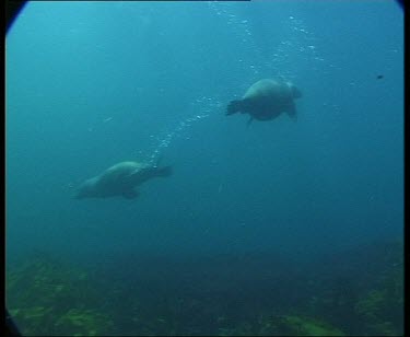 Underwater seals swimming, blowing bubbles. Swimming towards camera.