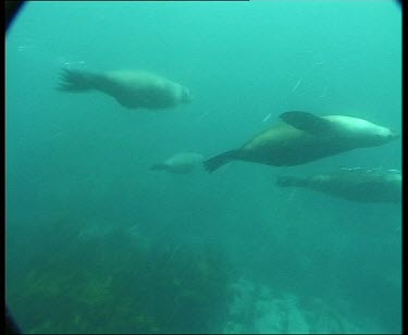 Underwater seals swimming, blowing bubbles. Swimming towards camera.