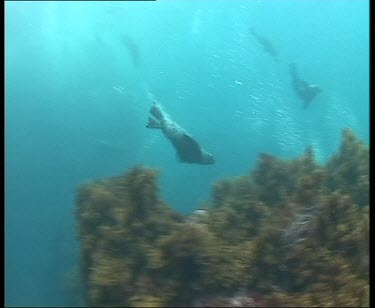 Underwater seal diving