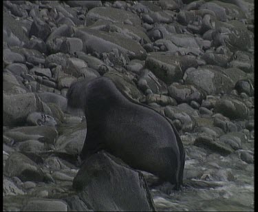 Seal using flippers to move itself out of sea, up pebble beach