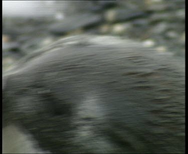 Seal rolling in mud and foam of crashing waves. Licking flippers clean. Enjoying bathing. Zoom out as seal comes out of water and scratches. A king penguin waddles past.