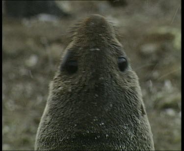 Head of fur seal in the snow. King penguins in background. Seal walks away.