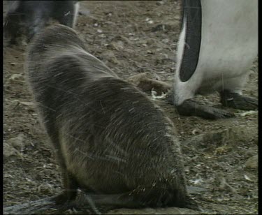 Fur seal walking through colony of king penguins. Snowing.