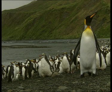 Rockhopper penguin colony rookery on edge of sea. A king penguin stands tall in front of the shorter rockhopper penguins. Some moulting chicks. A few rockhopper penguins waddle down towards the sea.