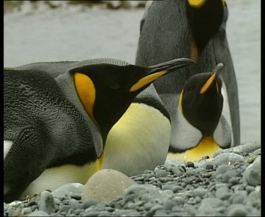 King penguins lying, resting on pebble beach. Bright orange plumage around head and orange beak.