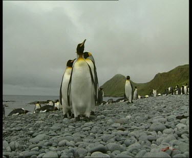 Low angle. Three king penguins standing to attention in front of colony rookery. Pebble beach.