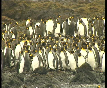 Large group of king penguins standing close together in a huddle. Some are walking