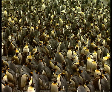 Crowded King Penguin colony rookery