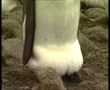 Nesting egg on feet, trying to walk very carefully with egg balanced on feet. Egg hidden and kept warm under flap of skin.