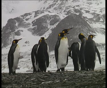 King Penguins with snow covered mountain in background.