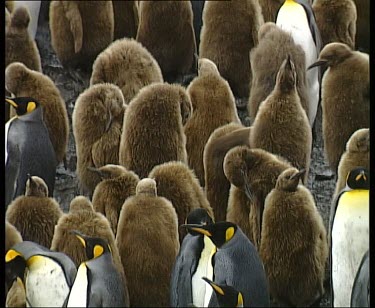 Crche of king penguin chicks.