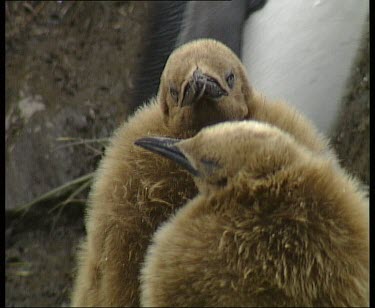 Two chicks