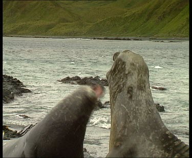 Elephant seals fighting on land, rearing up.