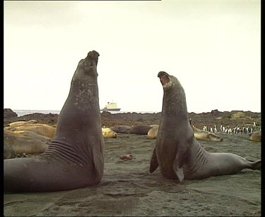 Elephant seals behaving aggressively, yawning and bearing teeth. A third elephant seal muscles in on the action.