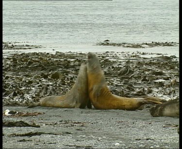 Elephant seals fighting, kelp in background.