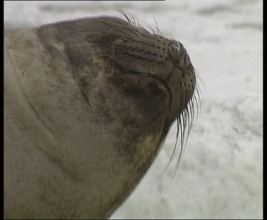 Head of female elephant seal lying down, stretching and relaxing. Pan to suckling pup. Pan back to female's head, she scratches her face.