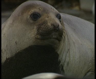 Pull focus between female elephant seals and king penguin