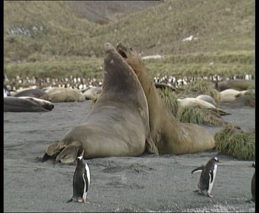 Elephant seals fighting