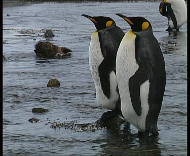 Skua bathing. Two king penguins stand close together in foreground.