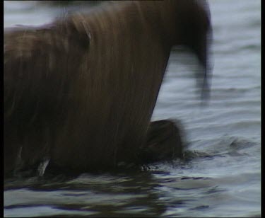 Skua bathing