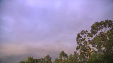 Darkening skies. Strong winds blow tops of trees and clouds.