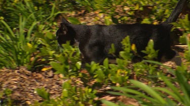 Black cat, kitten. Walking through garden bed. Person bends to stroke or pet cat. (Only hand and arm in shot)