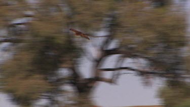 Kite circling over river, feeding on the fish that are trapped by the flooding waters.