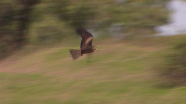 Kite circling over river, feeding on the fish that are trapped by the flooding waters.