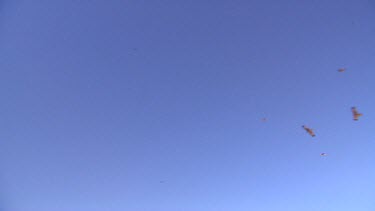 Kites circling over river, feeding on the fish that are trapped by the flooding waters. Tilt down from birds to flooding river.