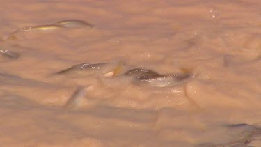 Muddy water, turbulent. Fish trying to fight their way upstream. Fish swimming upstream. Fish are trapped.  - Hyrtl's tandan or catfish - juvenile