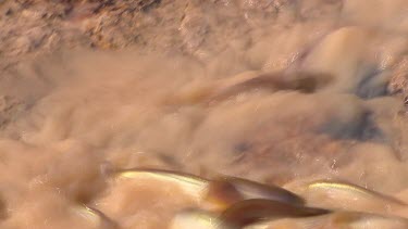 Muddy water, turbulent. Fish trying to fight their way upstream. Fish swimming upstream. Fish are trapped. Hyrtl's tandan or catfish - juvenile