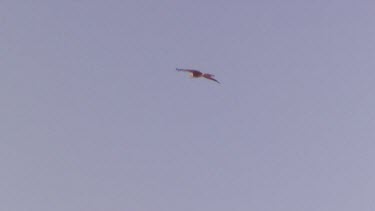 Whistling Kite flying, electricity power lines (or telephone lines) in foreground.