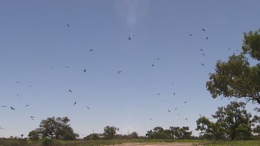 Whistling kite's birds circling overhead against blue sky