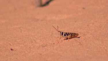 Desert locust against red sand