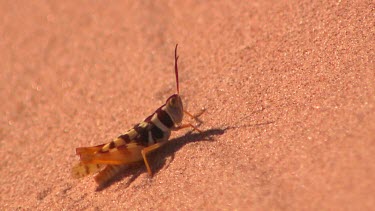 Desert locust against red sand